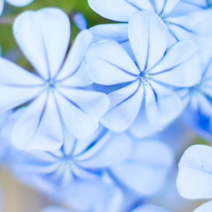 CONSULENZE CON I FIORI DI BACH
