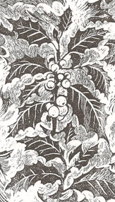 agrifoglio-e-solstizio